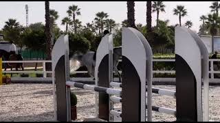 💥 OKAVANGO SITTE 💥 4 ans étalon approuvé 🧬 by QUEL HOMME DE HUS 🧬