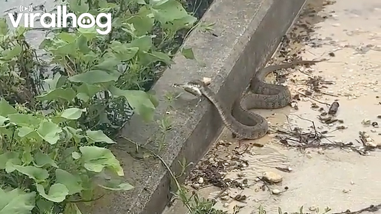 My Snake Friend Did a Little Fishing at Work Today || ViralHog