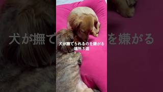 犬が撫でられるのを嫌がる場所3選 #犬 #いぬ #犬好き #犬がいる生活 #愛犬 #犬との暮らし #犬のいる暮らし #犬動画 #いぬのきもち #いぬのいる生活 VOICEVOX:ずんだもん