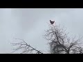 Chicken Screaming Meme Chicken Screaming Meme Template Screaming Chicken On Tree Meme