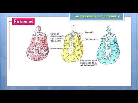 SISTEMA ENDOCRINO parte 01- Cotamania
