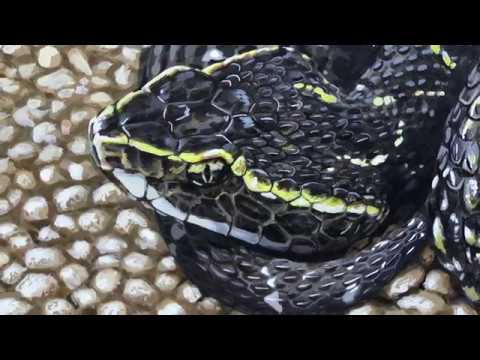 Agkistrodon bilineatus (Günther, 1863)