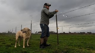 Will This Save My Grass From the Geese?