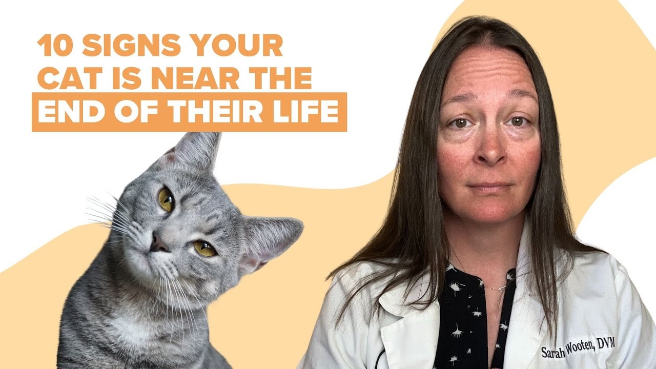 10 Signs Your Cat Is Nearing the End of Their Life