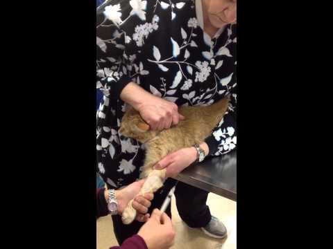 Feline Cephalic Blood Draw