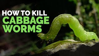Foolproof Way to Kill Cabbage Worms and Cabbage Loopers!