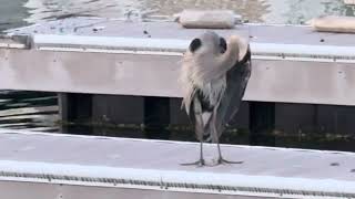 Heron 2