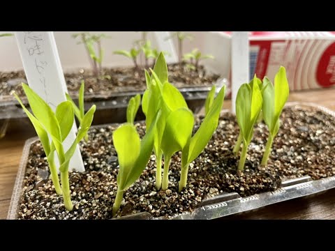 園芸 苗木用の卵箱