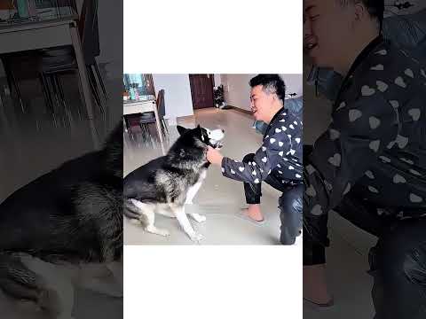 **Cão Abandonado Protege Bebê e Conquista uma Nova Família ❤️🐶**