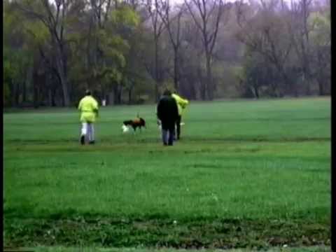 Lure-Coursing Explained