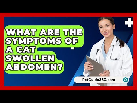 What Are The Symptoms Of A Cat Swollen Abdomen? - PetGuide360.com