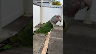 My Baby Bird Flying to Me Outdoors - Brown-necked Parrot Kody