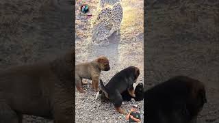 Download lagu Main Jadi Tegang! 🐕🎾 Anak Anjing Tak Sadar Dibuntuti Harimau Putih 😨 #animals #shorts mp3