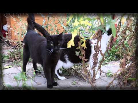 KOČKY SOBĚ! Animované kočičí pohádky aneb umění pomáhá