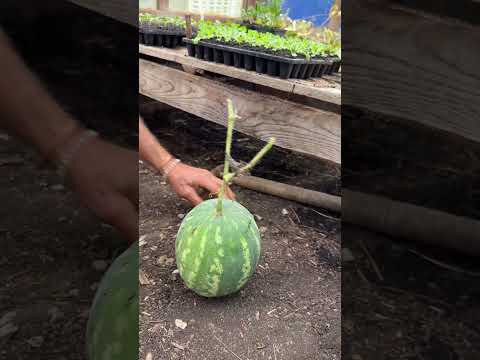 Tackling the Watermelon Chaos!