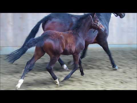 Stutfohlen v. Davenport II/Dance Star AT -10 Wochen alt