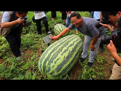 , title : 'Dưa Hấu khổng Lồ và những loại Rau Củ quả Lớn nhất thế giới!'