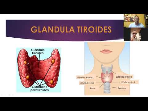 One C Mix de Omnilife: Con Glutation, L-Cysteine y taurina- poderosa mezcla Antioxidante intracelular - promotor de colageno - Apoyo del sistema inmunológico y el hígado 9 Conferencia Médica: Beneficios del Glutatión en la Enfermedad Tiroidea - Dr. Andry Muñoz