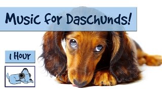 Music for Your Dachshund! Help to Relax Your Dachshund and Relieve Their Anxiety