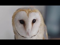 Barn Owl Extreme Cuteness
