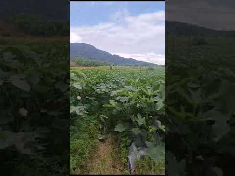 Okra / Lady Finger Farm