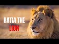 Batia The Largest Lion In History