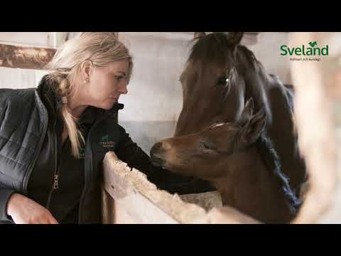 Såhär tar du hand om ditt nyfödda föl