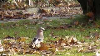 preview picture of video 'birdwatching Karpenissi,november 2013'