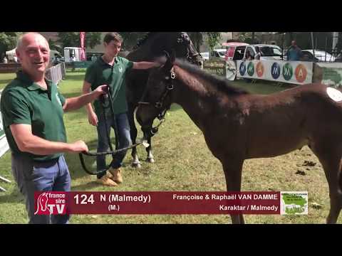 Sprinter Sacré Show 2018 : Lot 124 - N (Malmedy)