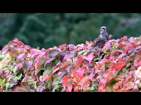 Stare in Hüttenfeld