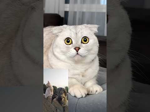 🙀fear of Aqsa's cat 🙀#cat #shorts #trending @homegirl_12