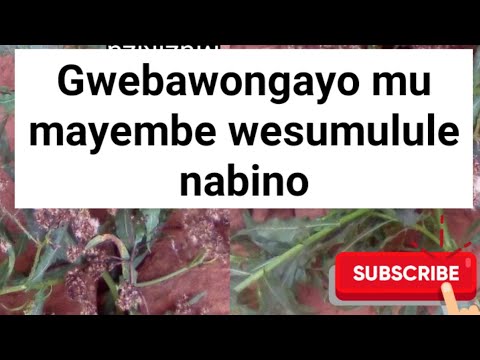 Baakuwonga mu mayembe, eddagala lirino eligenda okusumulura@SSENGABIROOTONEDDAGALA