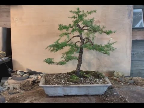 Western Hemlock Bonsai - Re-Pot & 3rd Styling