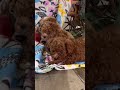 Toy Poodle dogs for sale: Baby giggles ❤️ 4 pound mom and dad ❤️ crate/potty trained ❤️ 717-344-8460  - Video 1