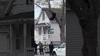 Black bear falls from a tree after being tranquilized in an Albany, New York neighborhood.