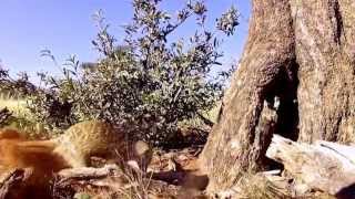 Gosa meerkat gang episode 1..
