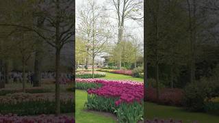 #tulip visiting Keukenhof in Netherland #flowers #spring