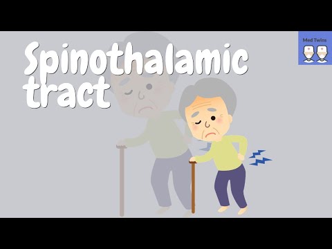 Spinothalamic tract simplified [made easy]