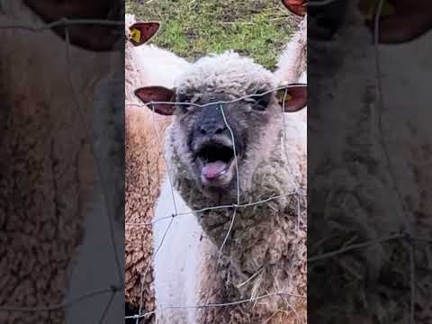 Schafe sprechen Klartext 🐑 bäh & mäh 👅 #shorts