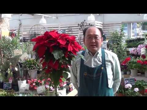 ヘレボルス クリスマス ローズ レジェンド シェパード マデロン