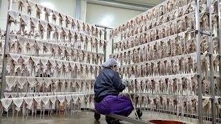 Interesting Process of Mass Production of 12,000 Semi-dried Squid in a Korean Fishing Village