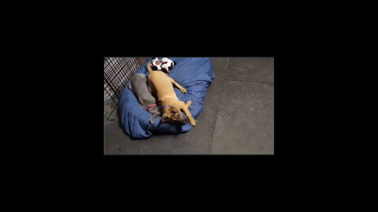 Enlarge Frosty, a ADOPTABLE mixed breed in Junction City, OR video 6/6