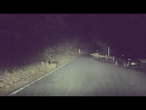 My Tesla-cam shot 3 little wild boars.