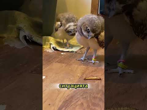 Най спокойният хищник в света!