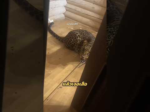 จากแขกไม่ได้รับเชิญ กลายมาเป็นเพื่อนซี้ต่างสายพันธุ์ได้ยังไง 🐆🐅🐶
