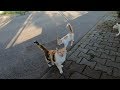 Three Cats Meowing For Food On The Island