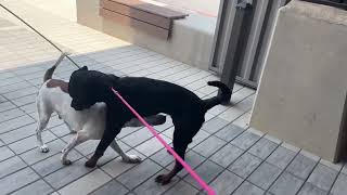 Video preview image #1 Rottweiler Puppy For Sale in Hillsboro, NH, USA