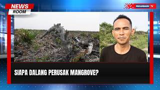 Mangrove Ratusan Hektare Digunduli, Sawit Mulai Ditanam