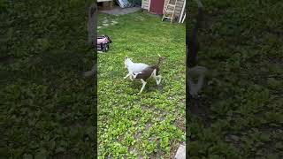 Video preview image #1 Retriever -Unknown Mix Puppy For Sale in Virginia Beach, VA, USA