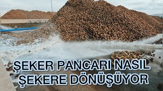 PANCARIN ŞEKERE DÖNÜŞÜMÜ